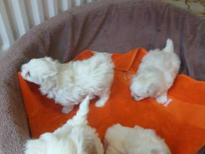 Chiots de type Bichon Maltais à vendre (1 femelle & 2 mâles)
