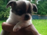 Chiots Chihuahua à vendre