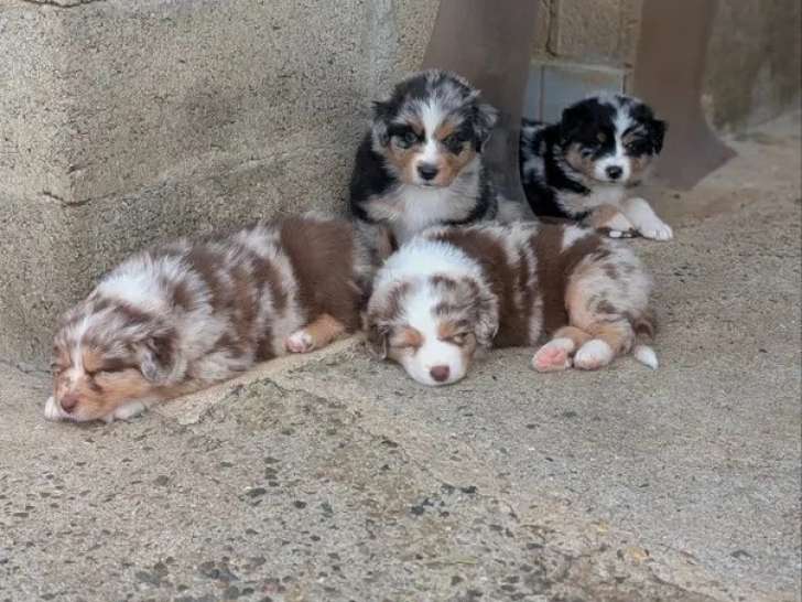 Portée Berger Australien LOF 1 bleu merle 1 rouge merle à réserver
