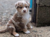 Portée Berger Australien LOF 1 bleu merle 1 rouge merle à réserver