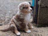 Portée Berger Australien LOF 1 bleu merle 1 rouge merle à réserver