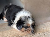 Portée Berger Australien LOF 1 bleu merle 1 rouge merle à réserver