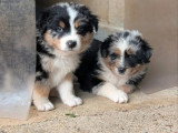 Portée Berger Australien LOF 1 bleu merle 1 rouge merle à réserver