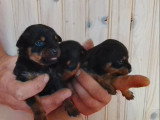 4 chiots Pinscher Nain non LOF nés en mai 2026 à réserver