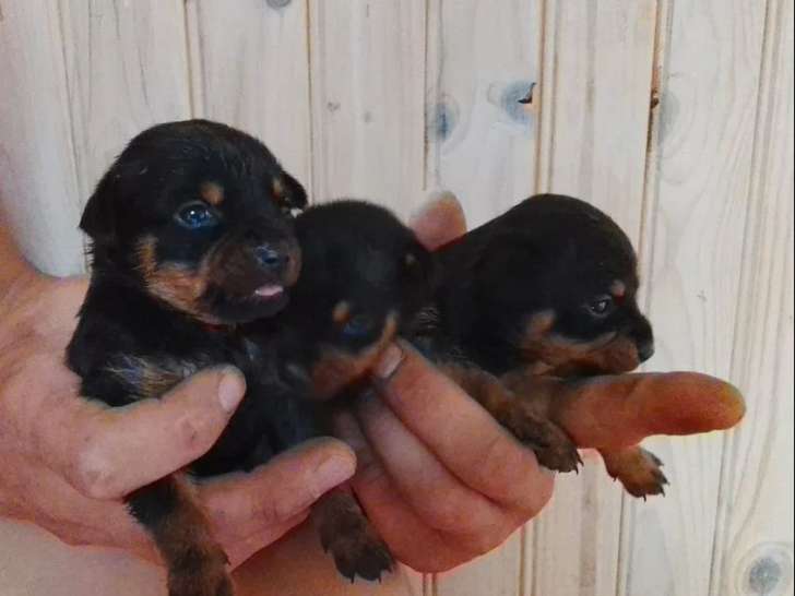 4 chiots Pinscher Nain non LOF nés en mai 2026 à réserver