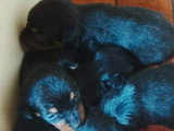 4 chiots Pinscher Nain non LOF nés en mai 2026 à réserver