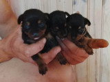 4 chiots Pinscher Nain non LOF nés en mai 2026 à réserver