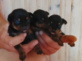 4 chiots Pinscher Nain non LOF nés en mai 2026 à réserver