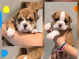Portée de 5 chiots Bulldog Continental non LOF nés en mai 2026 à vendre