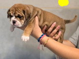Portée de 5 chiots Bulldog Continental non LOF nés en mai 2026 à vendre