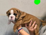 Portée de 5 chiots Bulldog Continental non LOF nés en mai 2026 à vendre