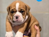 Portée de 5 chiots Bulldog Continental non LOF nés en mai 2026 à vendre