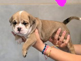 Portée de 5 chiots Bulldog Continental non LOF nés en mai 2026 à vendre
