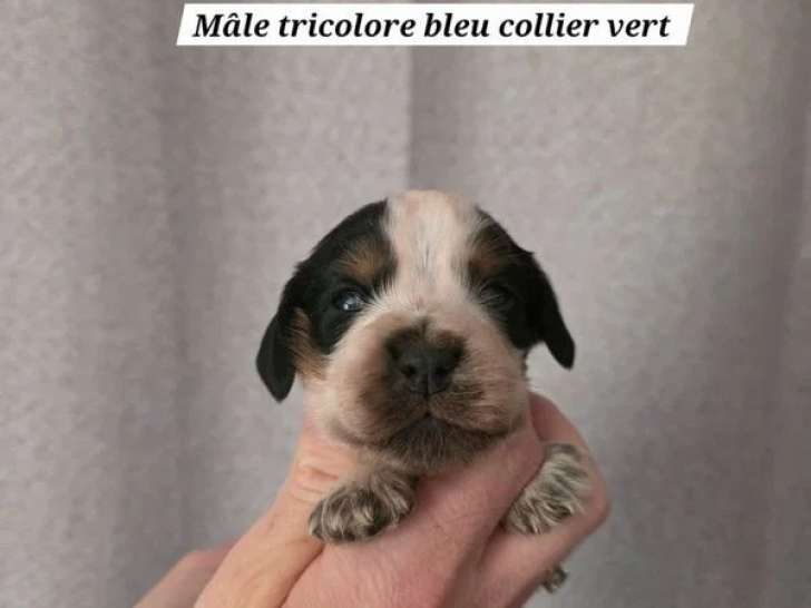 5 chiots mâles Cocker Spaniel Anglais de mai 2026 LOF à réserver