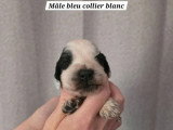 5 chiots mâles Cocker Spaniel Anglais de mai 2026 LOF à réserver