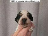 5 chiots mâles Cocker Spaniel Anglais de mai 2026 LOF à réserver
