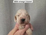 5 chiots mâles Cocker Spaniel Anglais de mai 2026 LOF à réserver