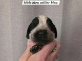 5 chiots mâles Cocker Spaniel Anglais de mai 2026 LOF à réserver