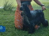 5 chiots mâles Cocker Spaniel Anglais de mai 2026 LOF à réserver
