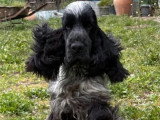 5 chiots mâles Cocker Spaniel Anglais de mai 2026 LOF à réserver