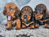 Chiot Teckel standard poil dur fauve mâle LOF à vendre