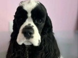 Chienne Cocker Spaniel Américain LOF née septembre 2023 à vendre