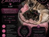 Portée de 9 chiots Eurasier LOF nés en mai 2026 à réserver