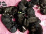 Portée de 9 chiots Eurasier LOF nés en mai 2026 à réserver