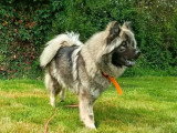 Portée de 9 chiots Eurasier LOF nés en mai 2026 à réserver