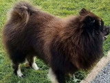 Portée de 9 chiots Eurasier LOF nés en mai 2026 à réserver