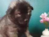 Portée de 9 chiots Eurasier LOF nés en mai 2026 à réserver