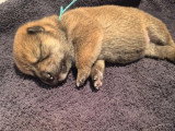 2 chiots femelles Shiba Inu LOF à réserver nés en juin 2026