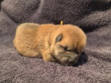2 chiots femelles Shiba Inu LOF à réserver nés en juin 2026
