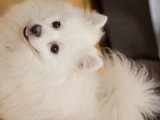Chien adulte Volpino mâle à vendre