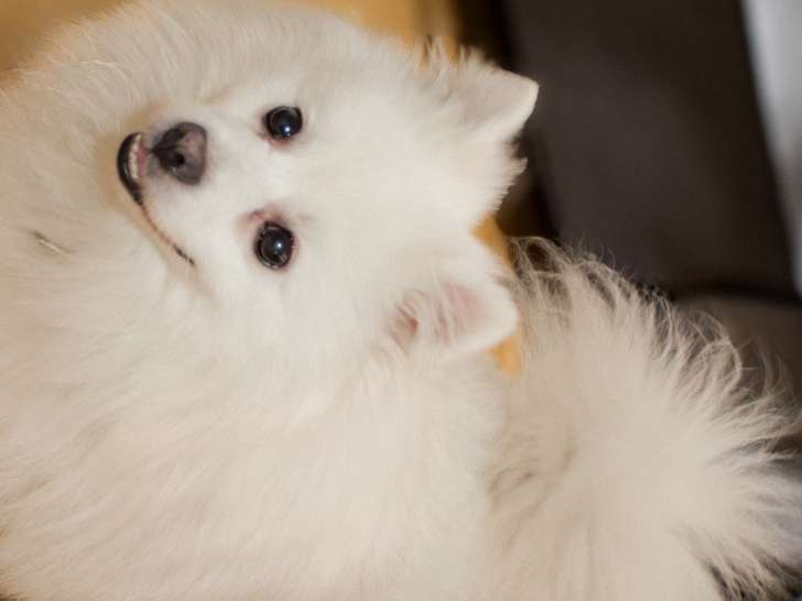 Chien adulte Volpino mâle à vendre