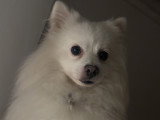 Chien adulte Volpino mâle à vendre