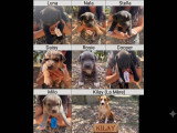 Chiots croisés à donner (5 femelles & 2 mâles)