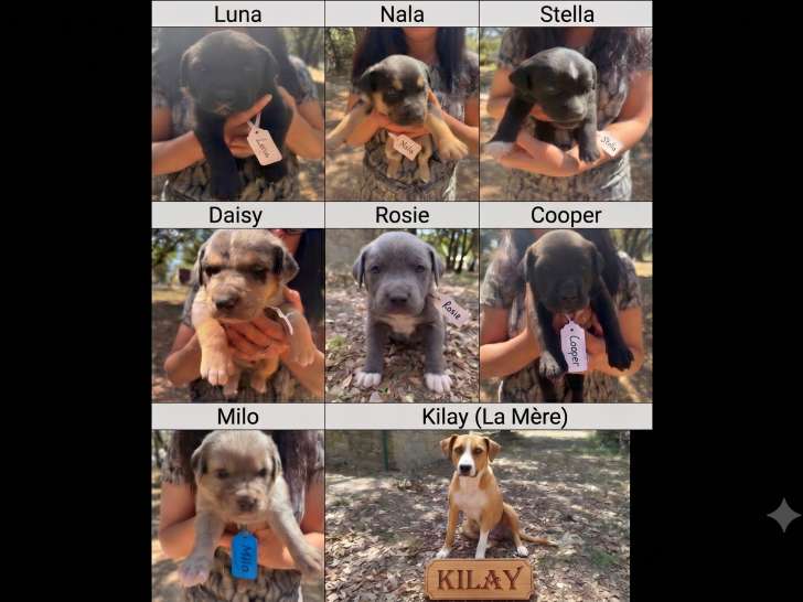 Chiots croisés à donner (5 femelles & 2 mâles)