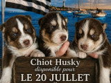 6 chiots Husky non LOF nés en mai 2026 à vendre