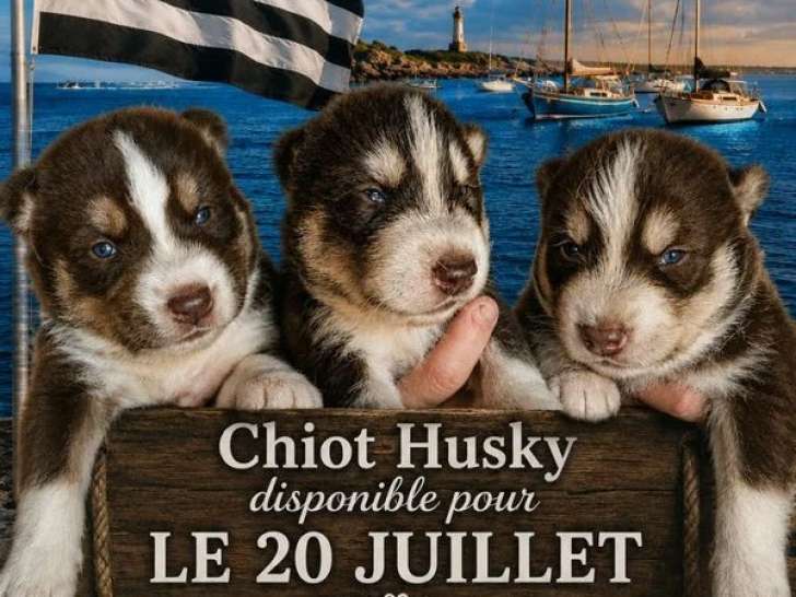 6 chiots Husky non LOF nés en mai 2026 à vendre
