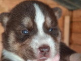 6 chiots Husky non LOF nés en mai 2026 à vendre