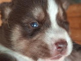 6 chiots Husky non LOF nés en mai 2026 à vendre