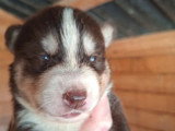 6 chiots Husky non LOF nés en mai 2026 à vendre