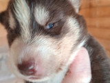 6 chiots Husky non LOF nés en mai 2026 à vendre