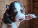 6 chiots Husky non LOF nés en mai 2026 à vendre