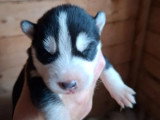 6 chiots Husky non LOF nés en mai 2026 à vendre