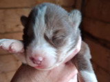 6 chiots Husky non LOF nés en mai 2026 à vendre