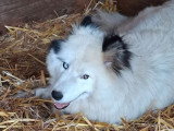6 chiots Husky non LOF nés en mai 2026 à vendre