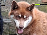 6 chiots Husky non LOF nés en mai 2026 à vendre