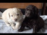 Chiots Lagotto Romagnolo à vendre
